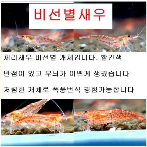 가성비 최고 어항새우 베스트5